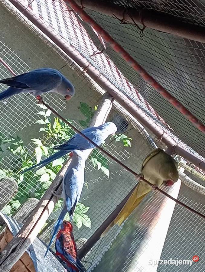 Aleksandretta obrożna Ochodza