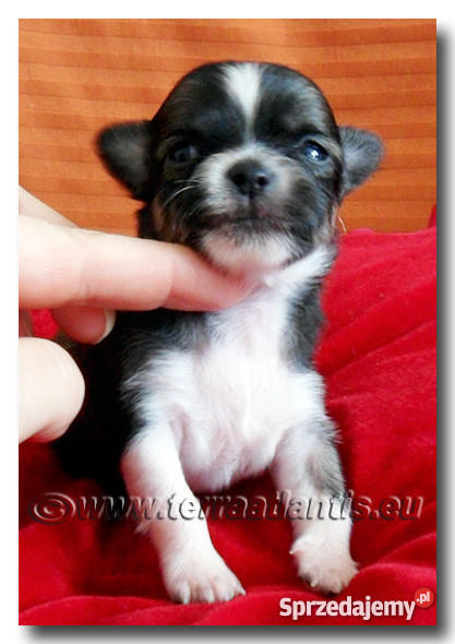 Chihuahua rodowodowe SOBOLOWE importach USA Czec Łódź