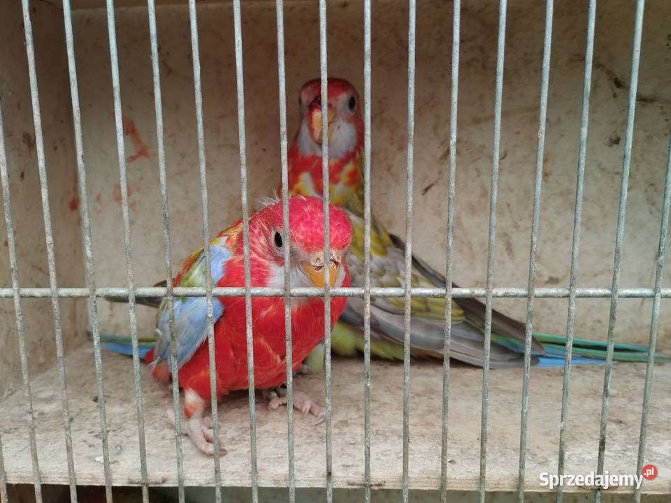 Papugi aleksandretty obrożne rozelle nimfy Mircze