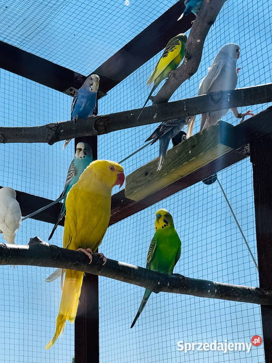 Aleksandretty obrożna likwidacja śląskie
