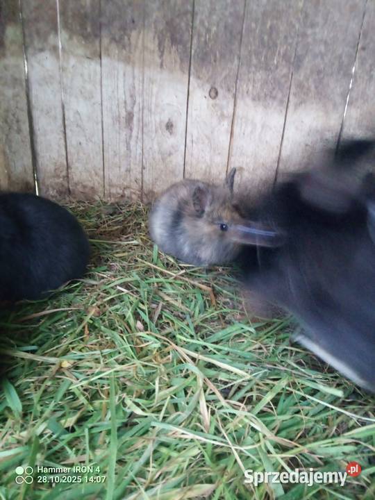 Króliki Miniaturki Izbica-Wieś