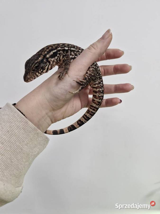 Teju Różowy Teju Czerwony Oława