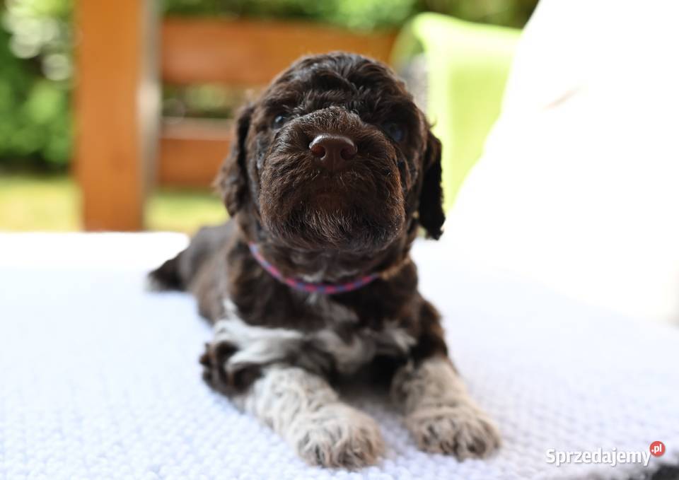 Lagotto Romagnolo FCI Rybnik sprzedam