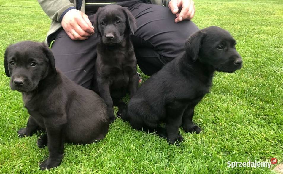 Szczeniaki labradora biszkoptowe i czarne Labrador Radom