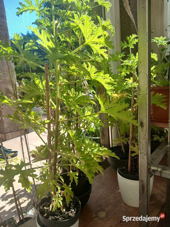 geranium anginka zielony Pozostałe Nowy Sącz