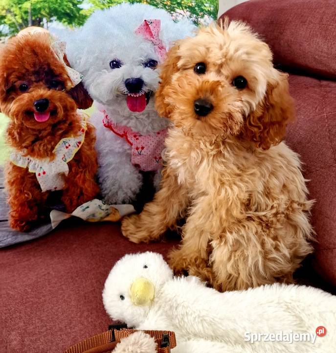 Unikatowy pudelek toy misio Jasło