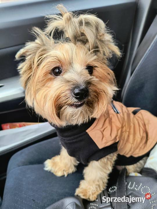 Yorkshire terrier Siedlec Duży