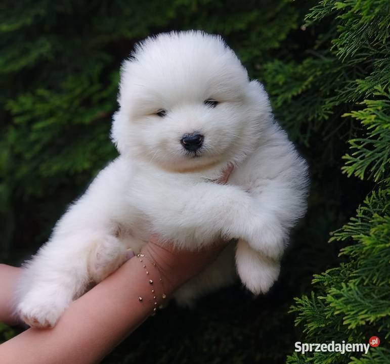Szczeniaki Samoyed Olszówka