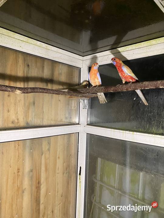 Sprzedam rozelle królewskie mazowieckie Zgórze