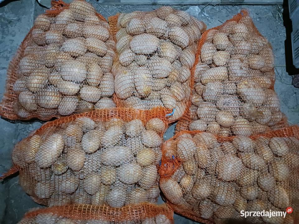 Ziemniaki Jadalne Bellarosa Jurek Płowizny