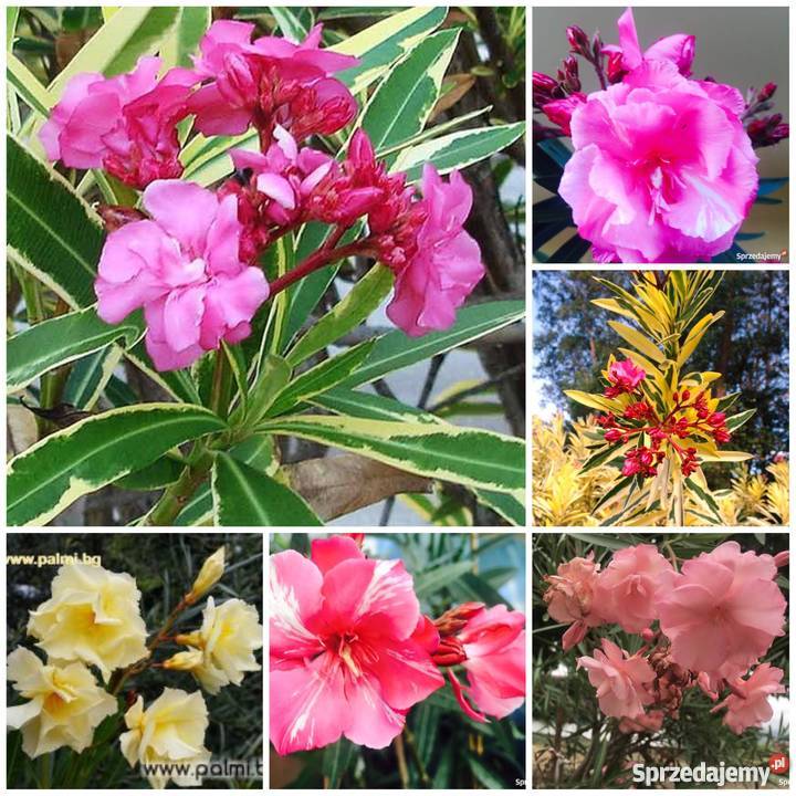 Oleander Variegata o pachnących kwiatach