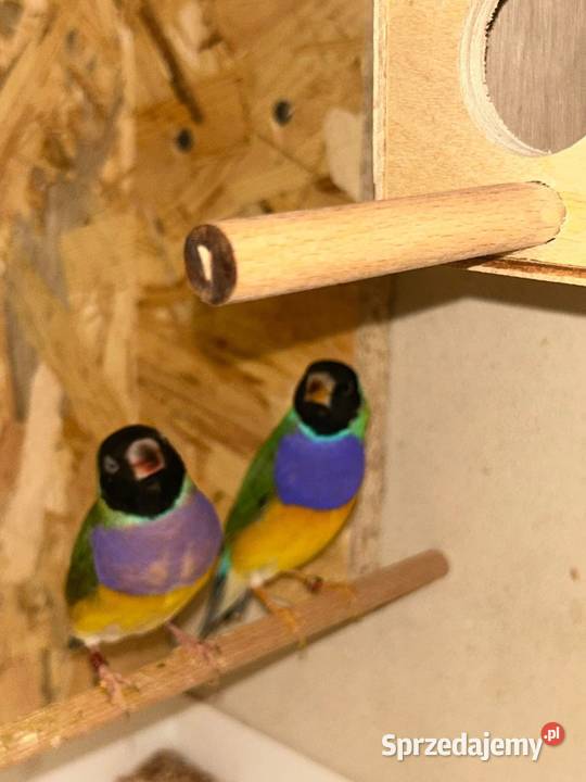 Amadyny Wspaniałe Cianowice