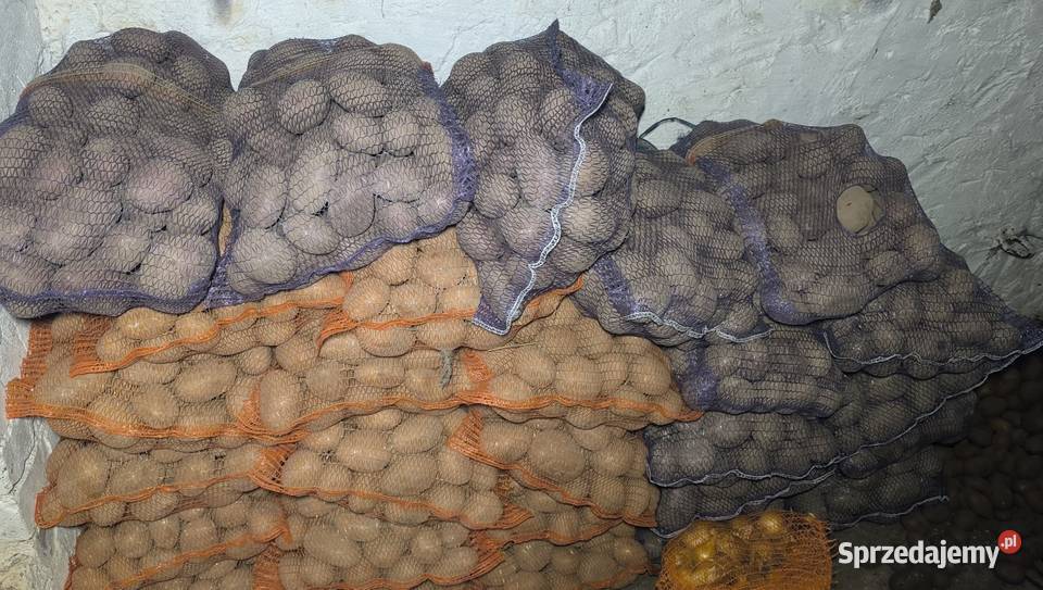 Ziemniaki jadalne Mierzęcice