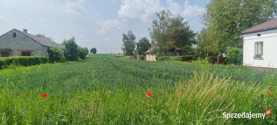 Dzialka 36arow Krzak Woj Lubelskie gm Nielisz