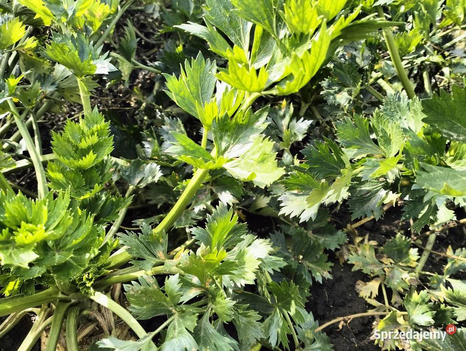 Sprzedam seler sprzedam