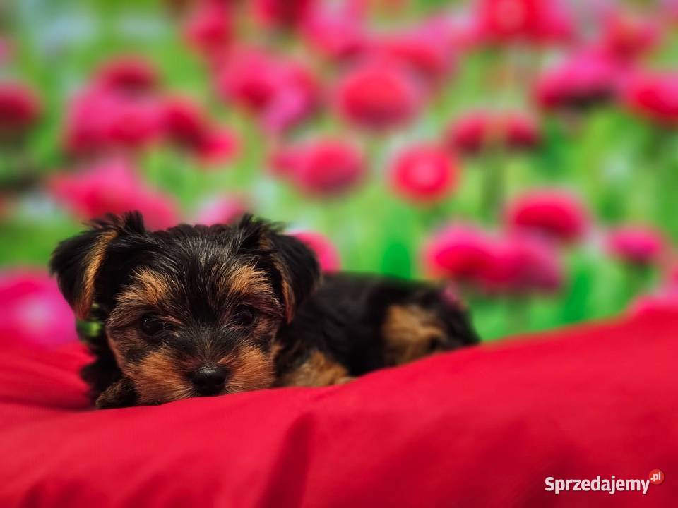Yorkshire Terrier ZKwP FCI lubuskie Zbąszynek