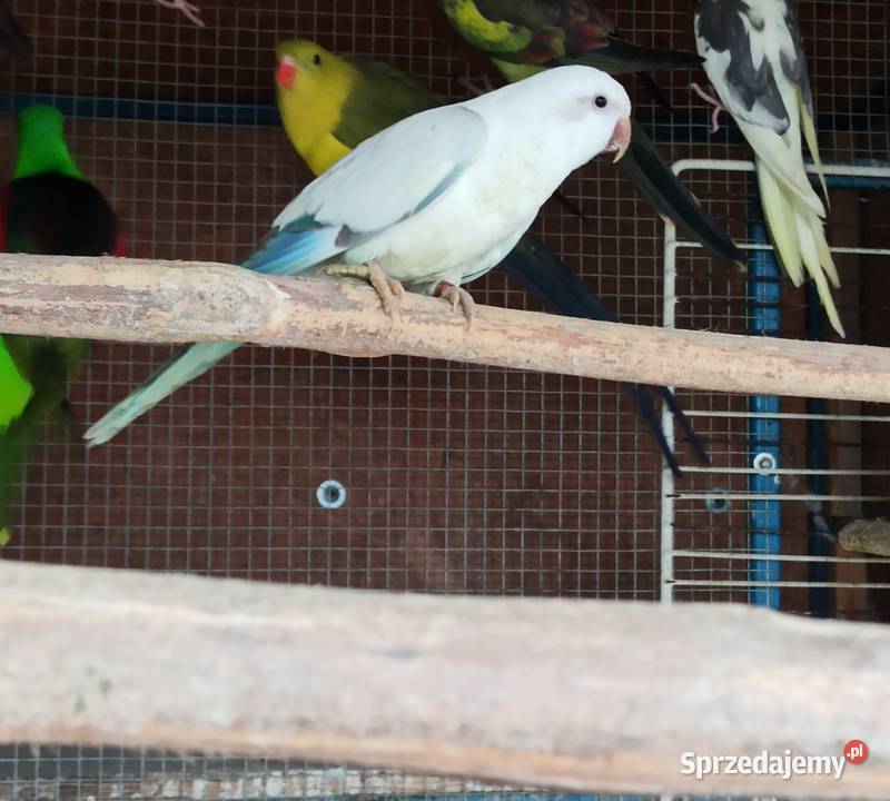 Mnicha nizinna snow papuga sprzedam