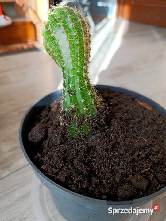 kaktus do pilnej sprzedaży Poznań