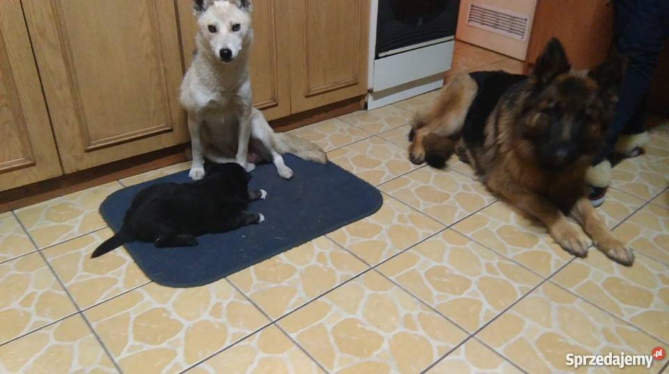 HuskyOwczarek Niemiecki piękne scczeniaki oddam łódzkie Szadek