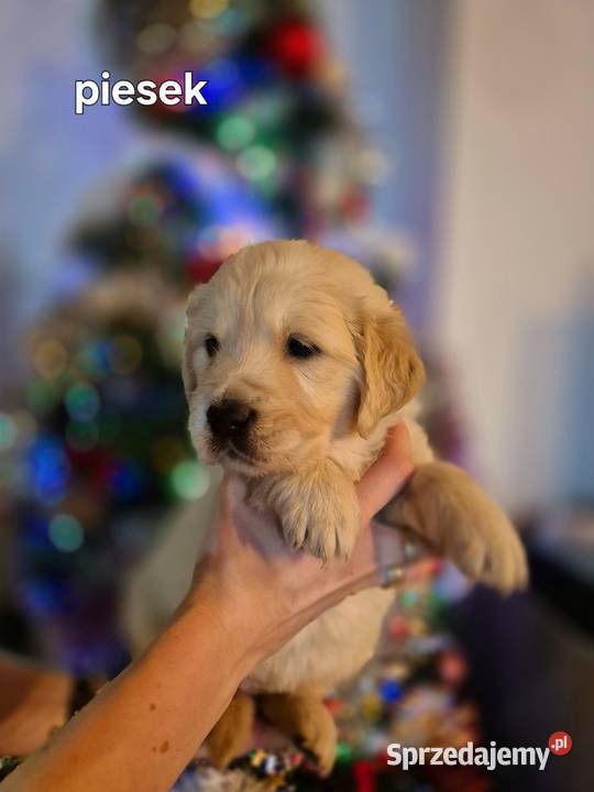Golden retriever złote szczenięta lubelskie Tomaszów Lubelski