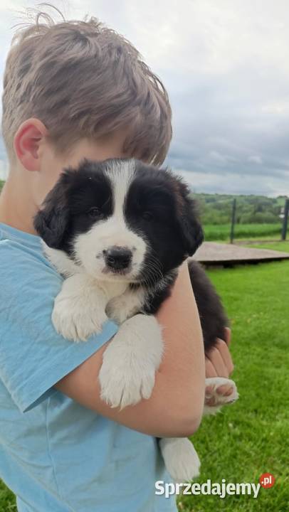 Border Collie FCI suczka do dogoterapii podkarpackie Dębica