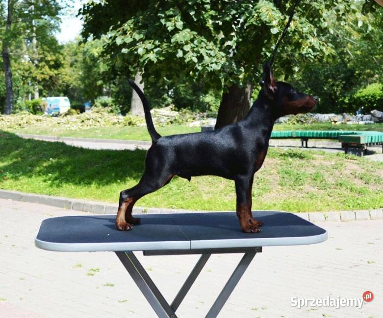 Pinczer Miniaturowy ZKwP FCI szczenięta dolnośląskie Wrocław