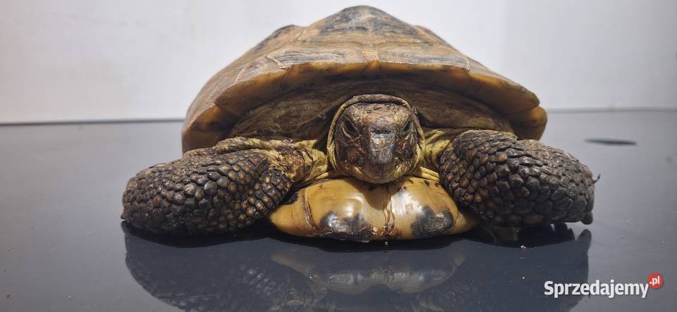 Żółw lądowy Modlniczka