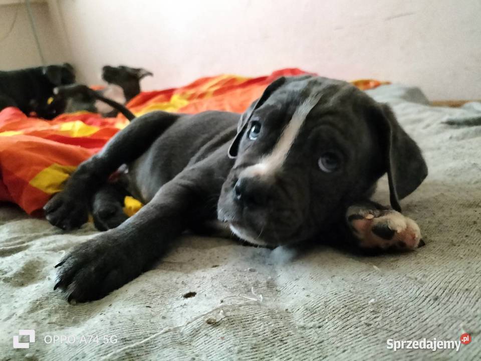 8 wspaniałych szczeniaczków cane corso Siedlce sprzedam