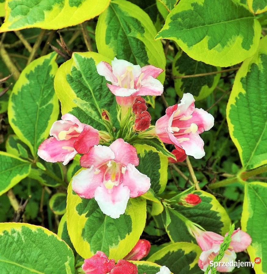 WAJGELA WEIGELA KRZEWUSZKA Gniezno