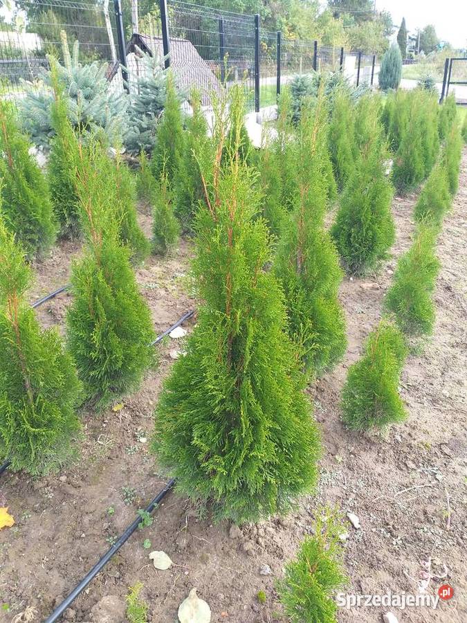 Tuja Thuja Smaragd Szmaragd Rośliny