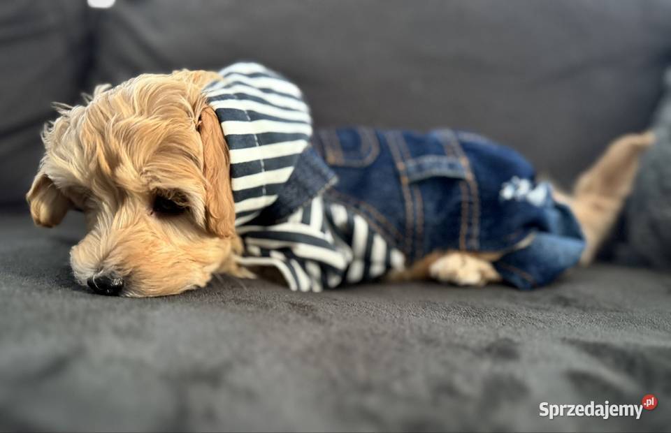 Maltipoo piękny maleńki gotowy do zmiany domu