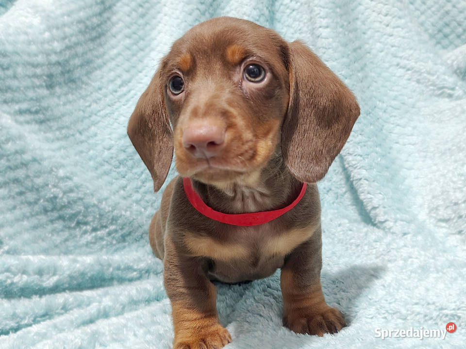 SAMIEC Jamnik krótkowłosy Czekoladowy podpalany Kraków