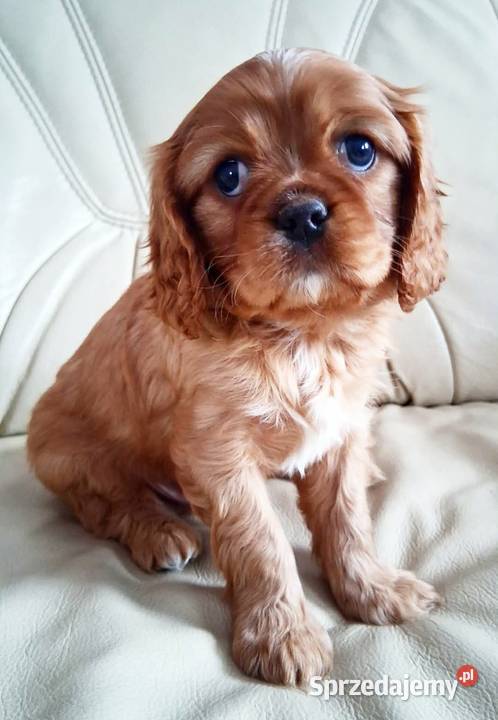 Cavalier king charles spaniel Bydgoszcz
