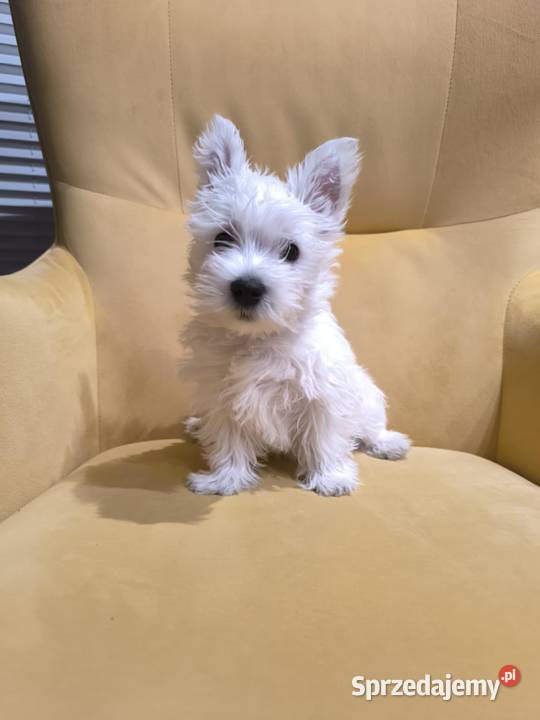 West Highland white terrier Brzeziny