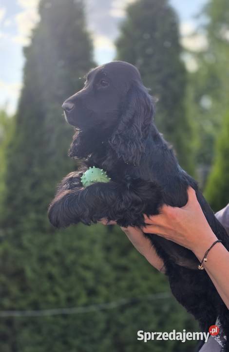 Cocker Spaniel czarne Żelazków