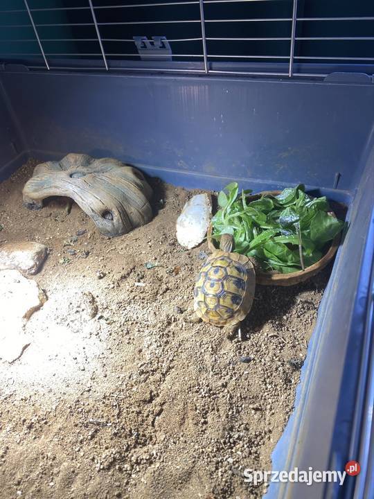 Żółw grecki z terrarium i pełnym wyposażeniem Olsztyn sprzedam