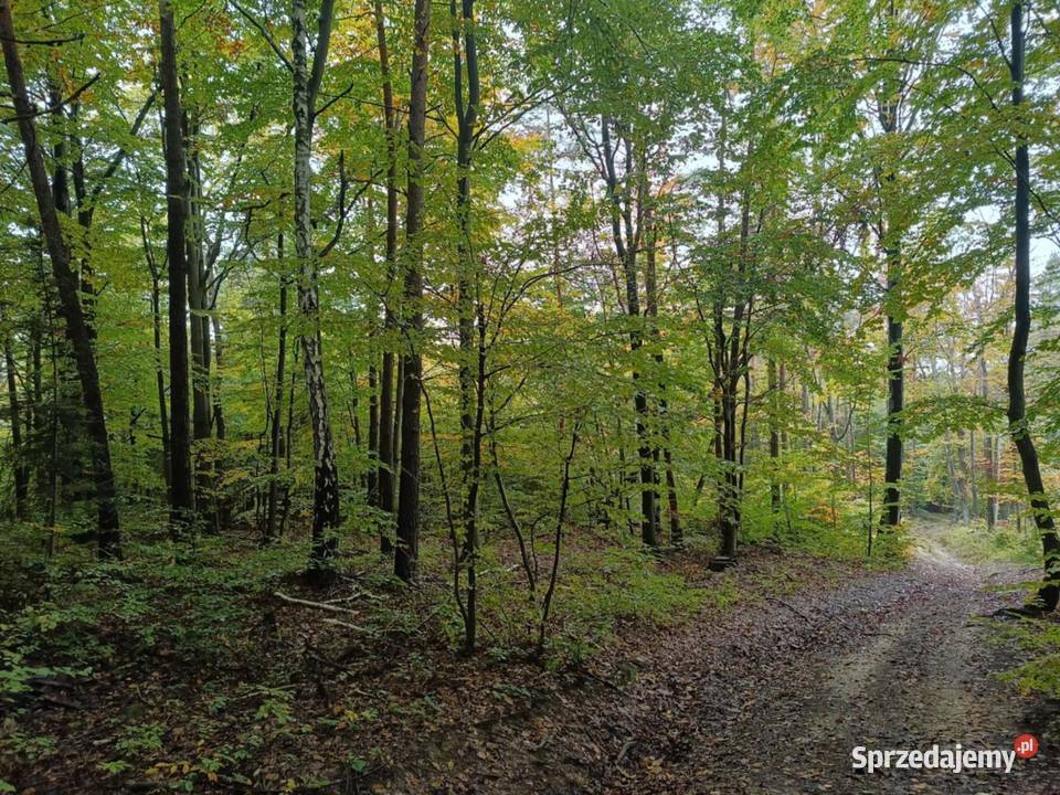 Działki leśne w Lipnicy Dolnej 6 hektarów Lipnica Dolna