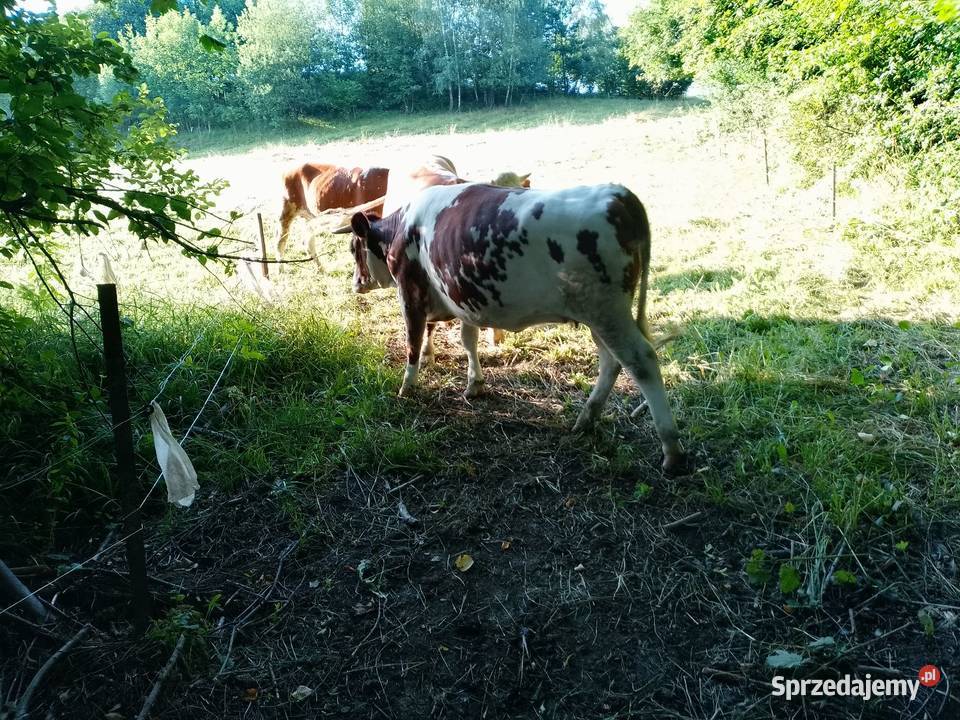 Jałwka cielna 6 miesiąc Porąbka