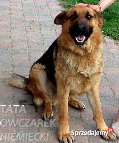 Szczeniak OWCZAREK NIEMIECKI HUSKY Warszawa mazowieckie Legionowo