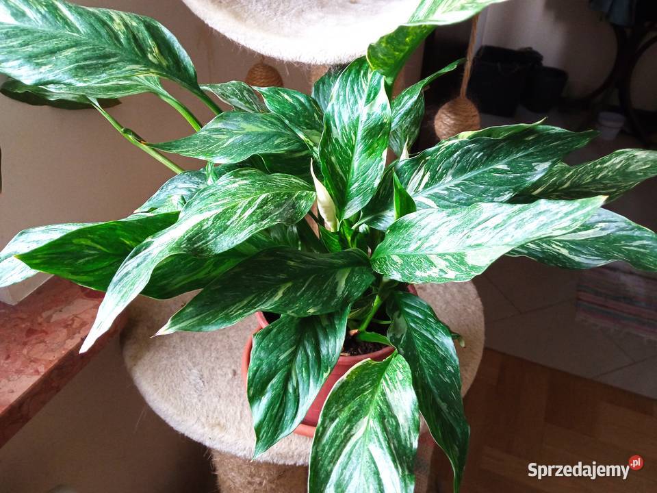 Skrzydłokwiat variegata Diamond piękny Białystok