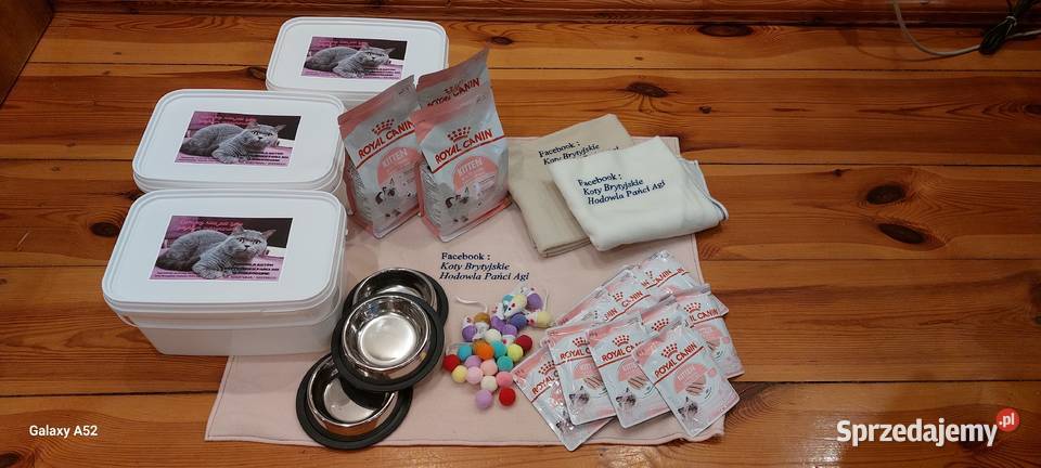 Kotka Brytyjska niebieska krótkowłosa Świebodzin