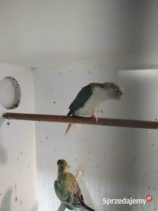 Młodziutkie rudosterki 2025 Jarosław