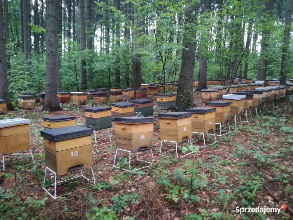 Sprzedam 150 uli wielkopolskich 12 ramkowe