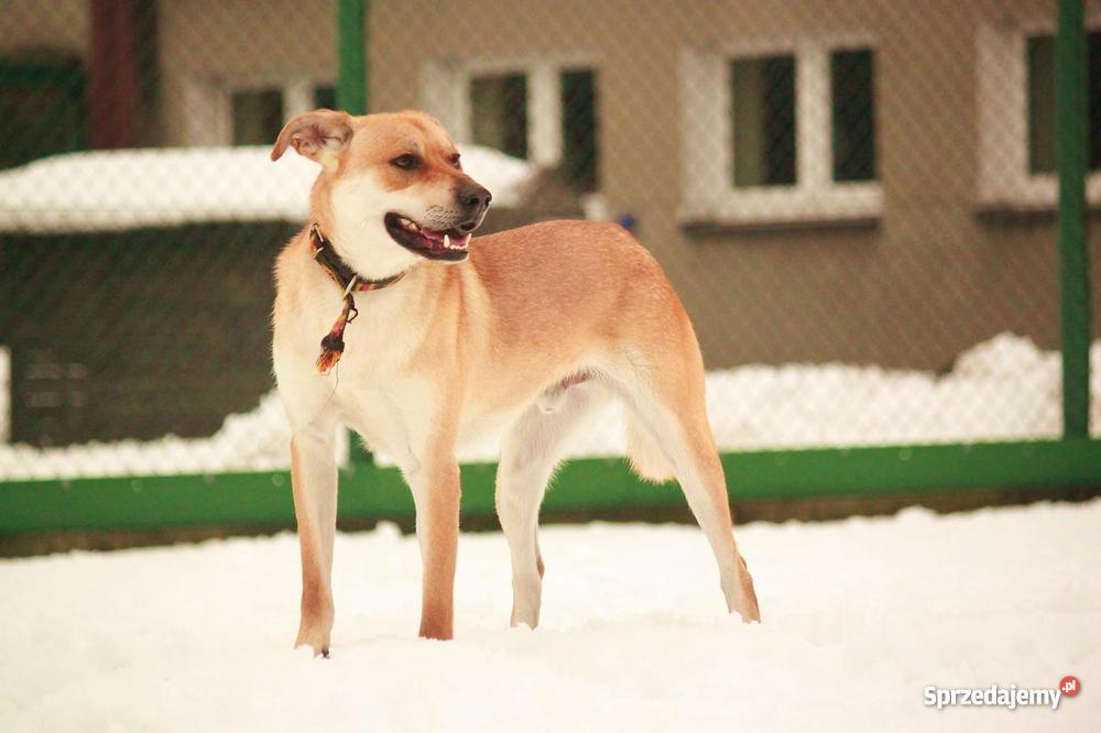 Bambi piesek szuka domu