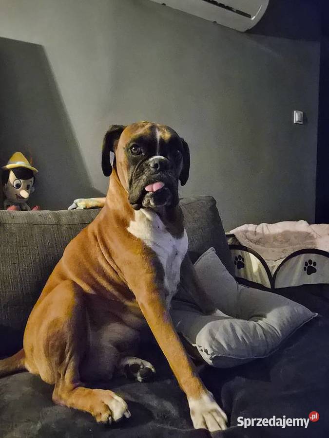 Bokser szczeniak o imieniu hodowlanym Boss Bokser łódzkie Pabianice