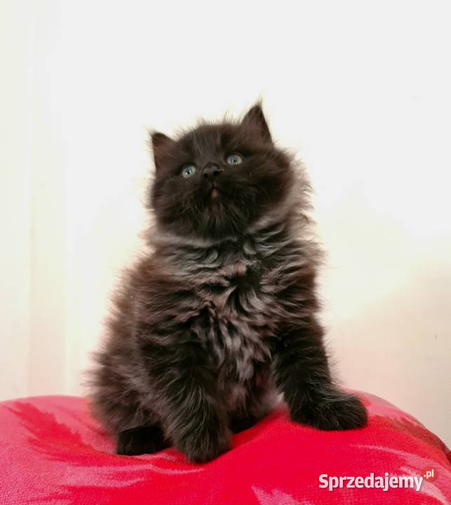 Maine Coon XXL Drygulec sprzedam