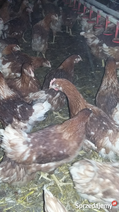 Kury Nioski Lohmann BrownRosa Leghorn Pozostałe Konin sprzedam