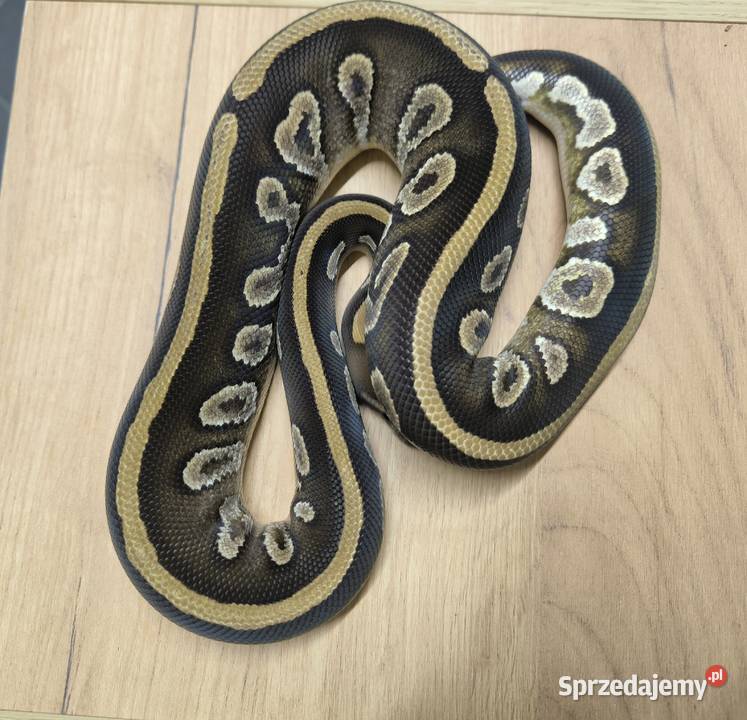 Pyton królewski Mahogany Mojave Makowiec sprzedam