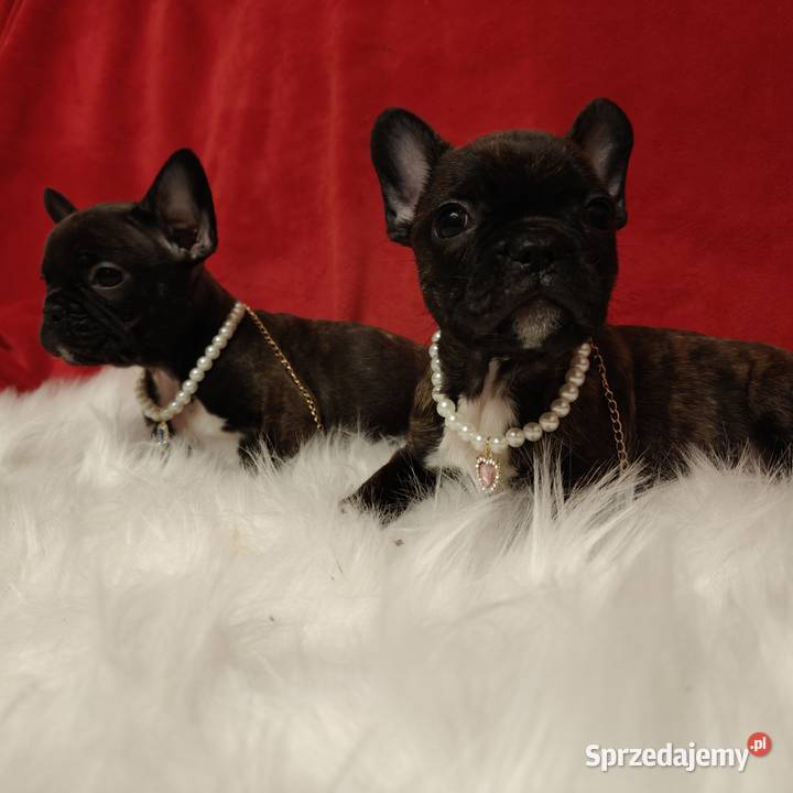 Buldog francuski z genem blue lubelskie