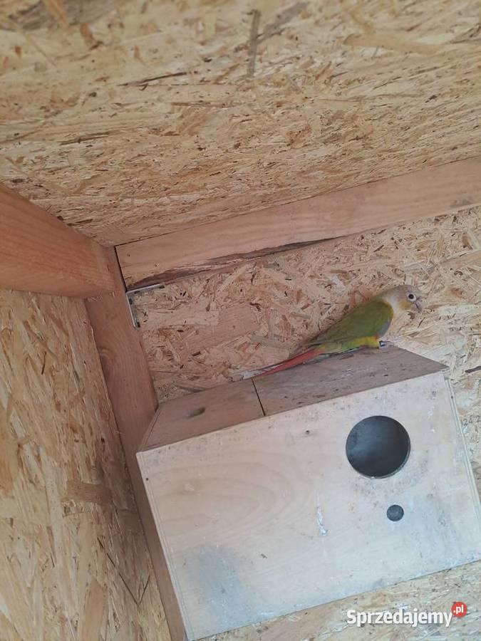 Rudosterki papugi Czernica